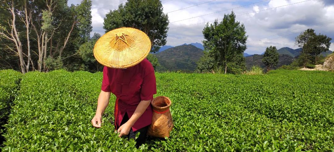 一片茶叶 从安溪走向世界