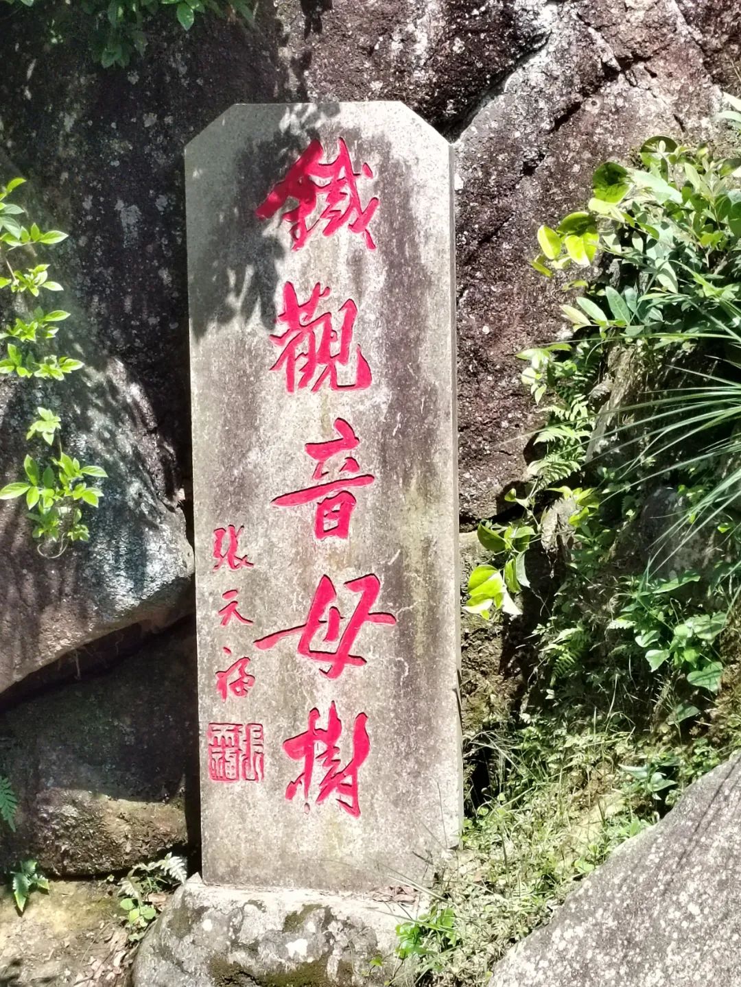 一片茶叶 从安溪走向世界