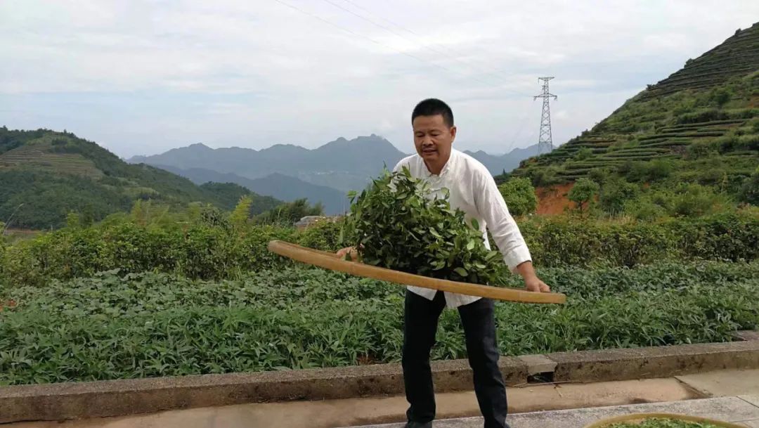 一片茶叶 从安溪走向世界