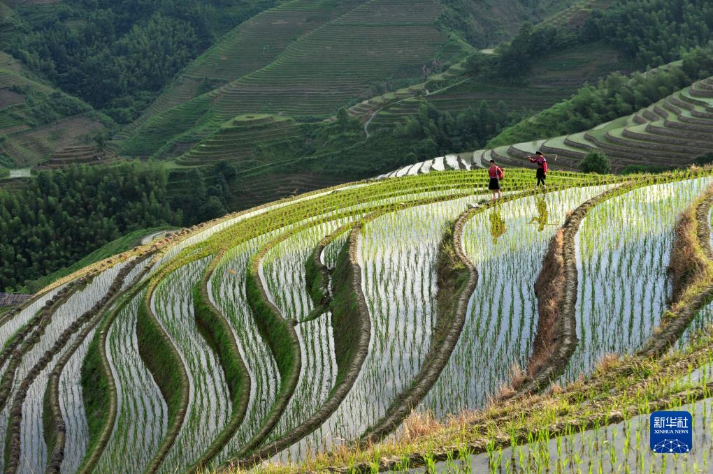 行走在梯田间的“风景”