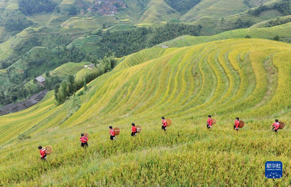 行走在梯田间的“风景”