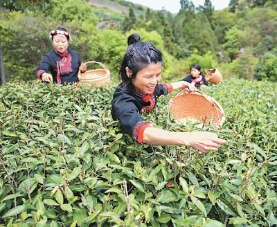 福鼎白茶采摘忙