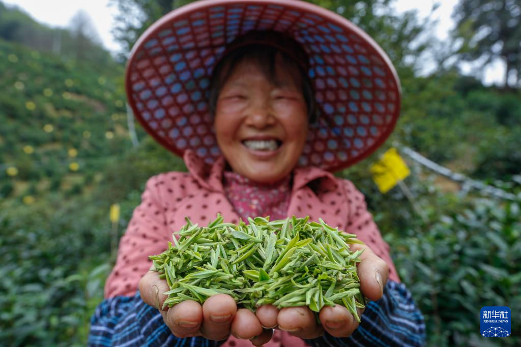 明前茶飘香