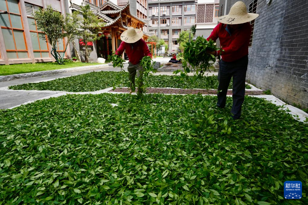 福建武夷山：谷雨临近采茶忙